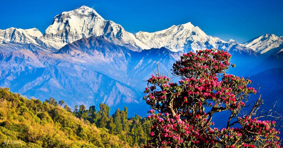 Pokhara_ Private Ghorepani and Poonhill Trek